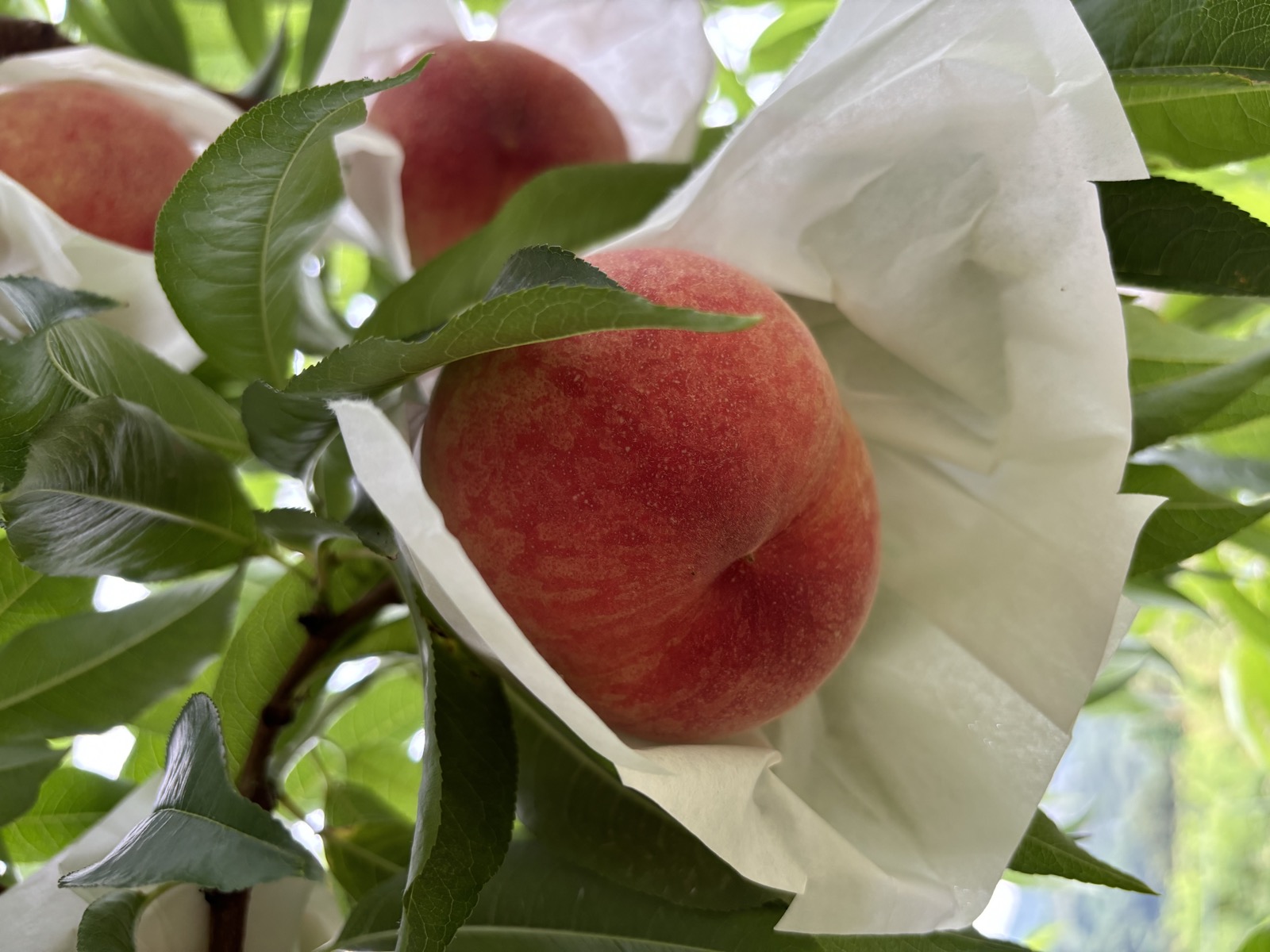 鮮やかな紅色の日川白鳳。早生品種の桃