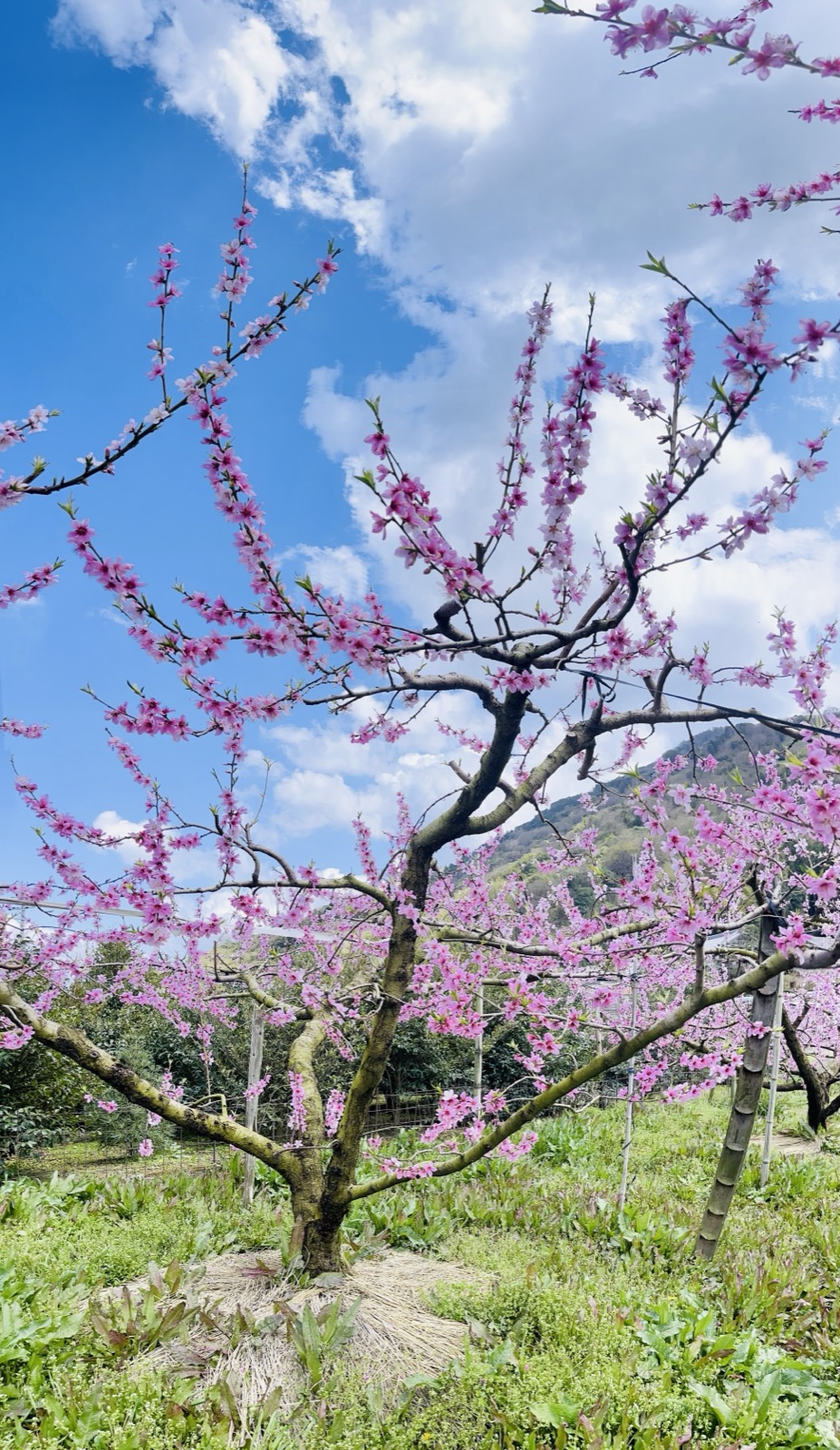 春爛漫の桃園。ピンクの花が青空に映えるかつらぎ町の農園