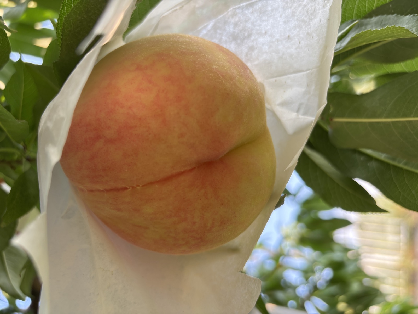 乳白色の清水白桃。白桃の最高峰とも称される品種