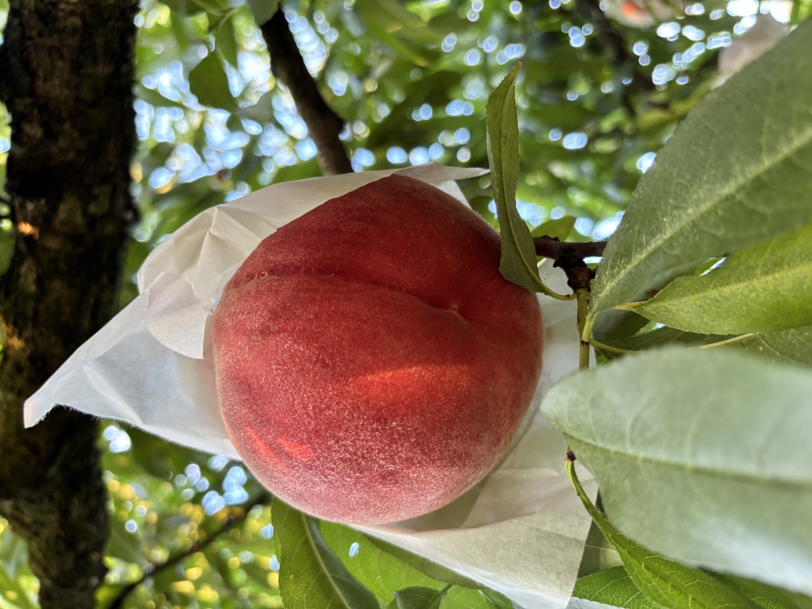 大玉のなつっこ。濃厚な甘さが特徴の夏の桃