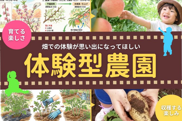 収穫体験の様子